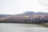 은파호수공원 벚꽃사진(00031)