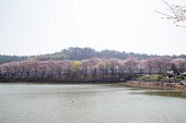 은파호수공원 벚꽃사진(00034)