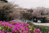 월명공원 동백꽃사진(00002)