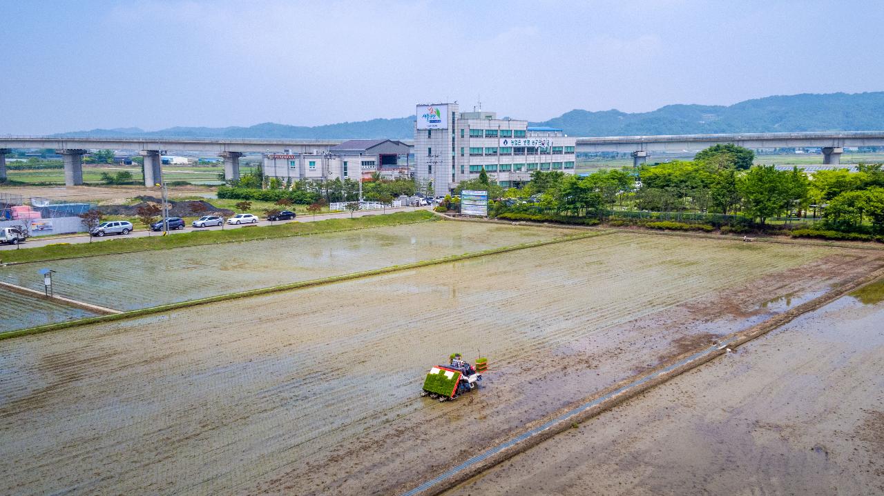 농업기술센터 모내기 작업