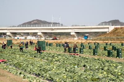 소형양배추 롯데마트 입점