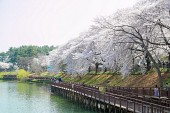 은파 벚꽃사진(00007)