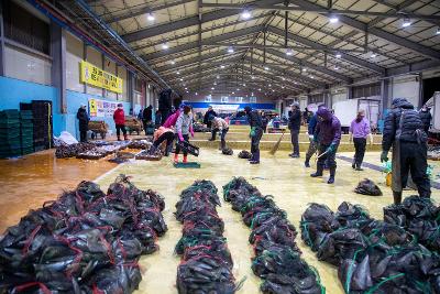 2026년 군산시수산업협동조합 초매식