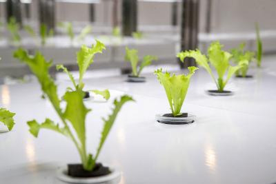 군산지역자활센터 스마트팜 개소식