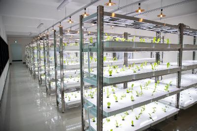 군산지역자활센터 스마트팜 개소식