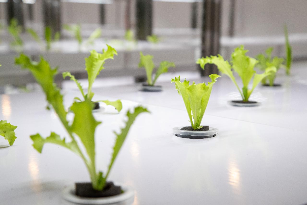 군산지역자활센터 스마트팜 개소식